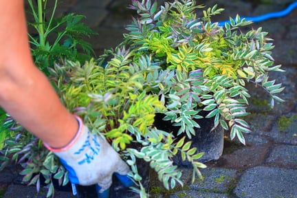 Planting new shrubs at Rampathon 2023